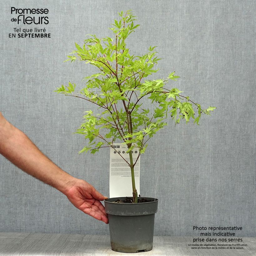 Exemplaar van Acer palmatum Anne Irene - Japanse esdoorn Pot van 2 l/3 l zoals geleverd in de herfst