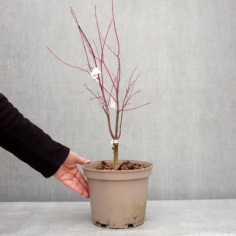 Exemplaar van Acer palmatum Asahi Zuru - Japanse esdoorn Pot van 4 l/5 l zoals geleverd in de winter
