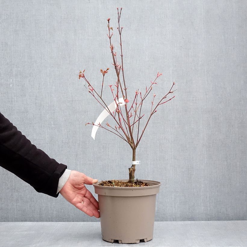 Exemplaar van Acer palmatum Asahi Zuru - Japanse esdoorn Pot van 4 l/5 l zoals geleverd in de lente