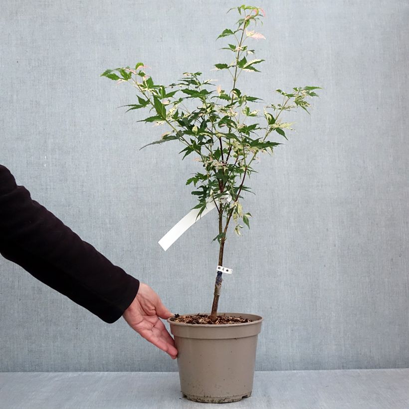 Exemplaar van Acer palmatum Asahi Zuru - Japanse esdoorn Pot van 4 l/5 l zoals geleverd in de herfst
