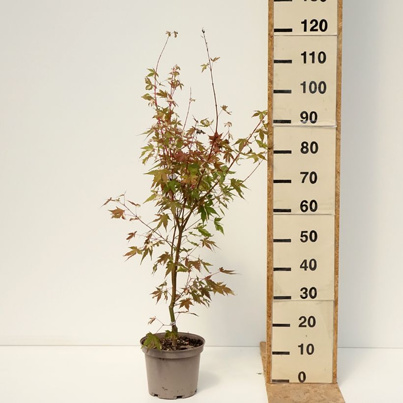 Exemplaar van Acer palmatum Asahi Zuru - Japanse esdoorn Pot van 4 l/5 l zoals geleverd in de zomer