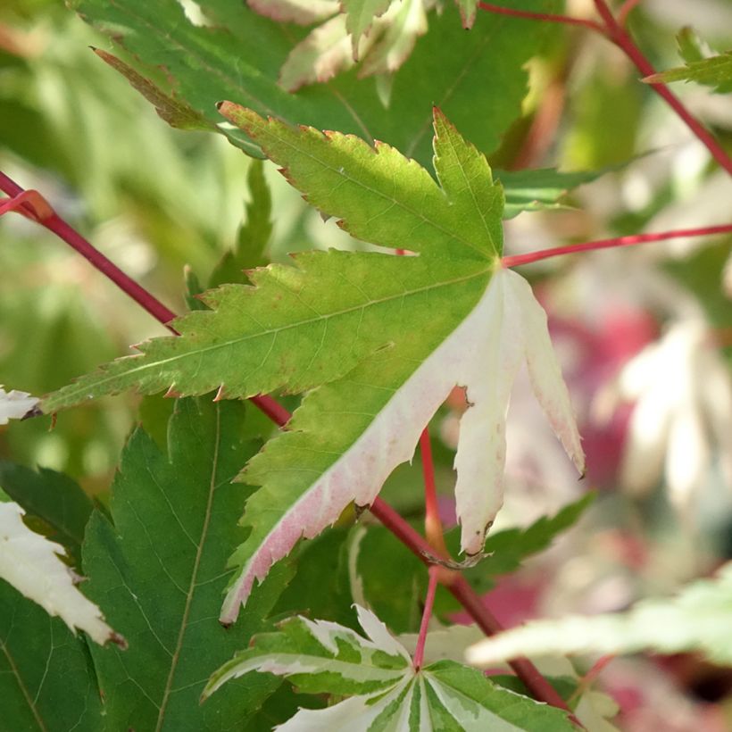 Acer palmatum Asahi Zuru - Japanse esdoorn (Blad)