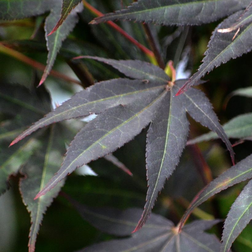 Acer palmatum Atropurpureum - Japanse esdoorn (Blad)