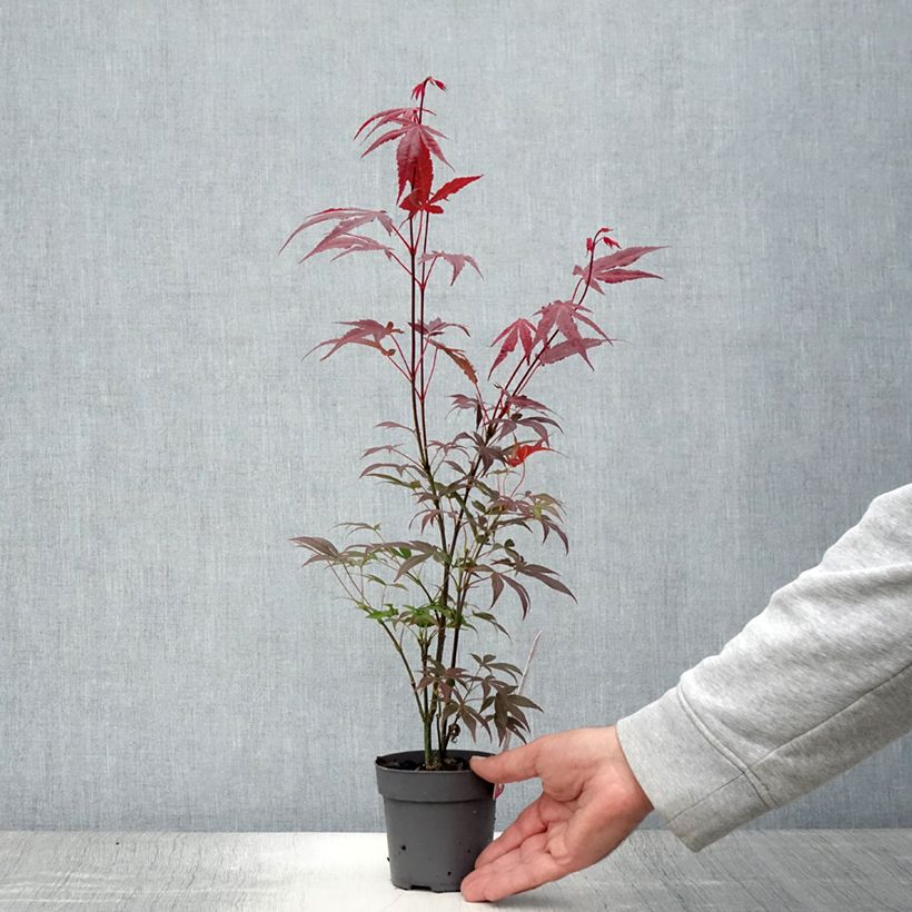 Exemplaar van Acer palmatum Atropurpureum - Japanse esdoorn Pot van 10 cm/11 cm zoals geleverd in de zomer