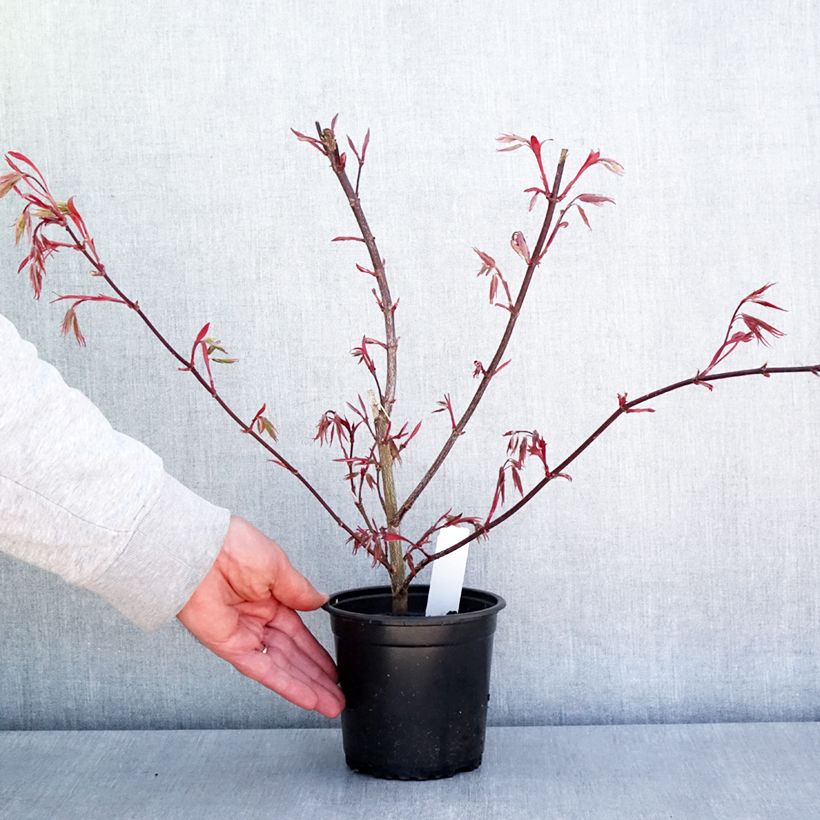 Example of Acer palmatum Atropurpureum - Japanse esdoorn Pot van 10 cm/11 cm as you get in printemps