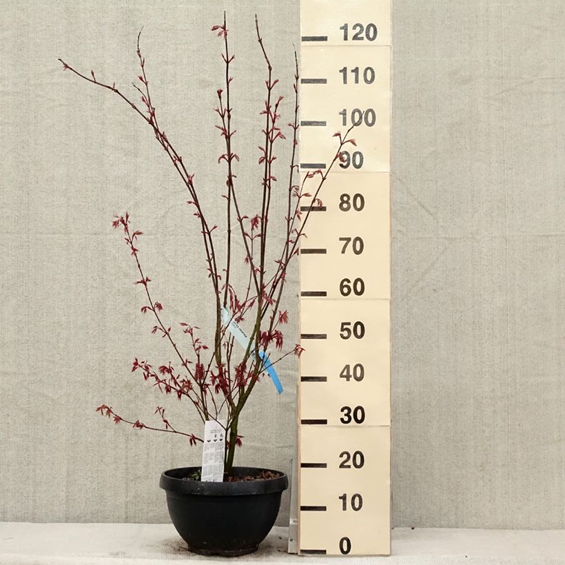 Example of Acer palmatum Atropurpureum - Japanse esdoorn Pot van 4 l/5 l as you get in printemps