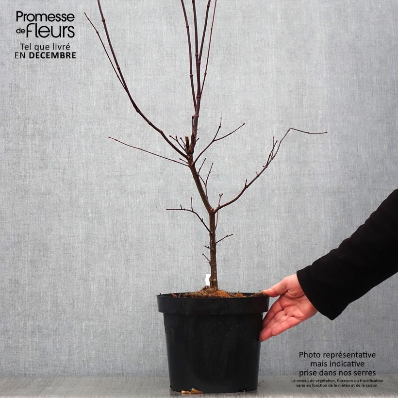 Exemplaar van Acer palmatum Atropurpureum - Japanse esdoorn Pot van 4 l/5 l zoals geleverd in de herfst