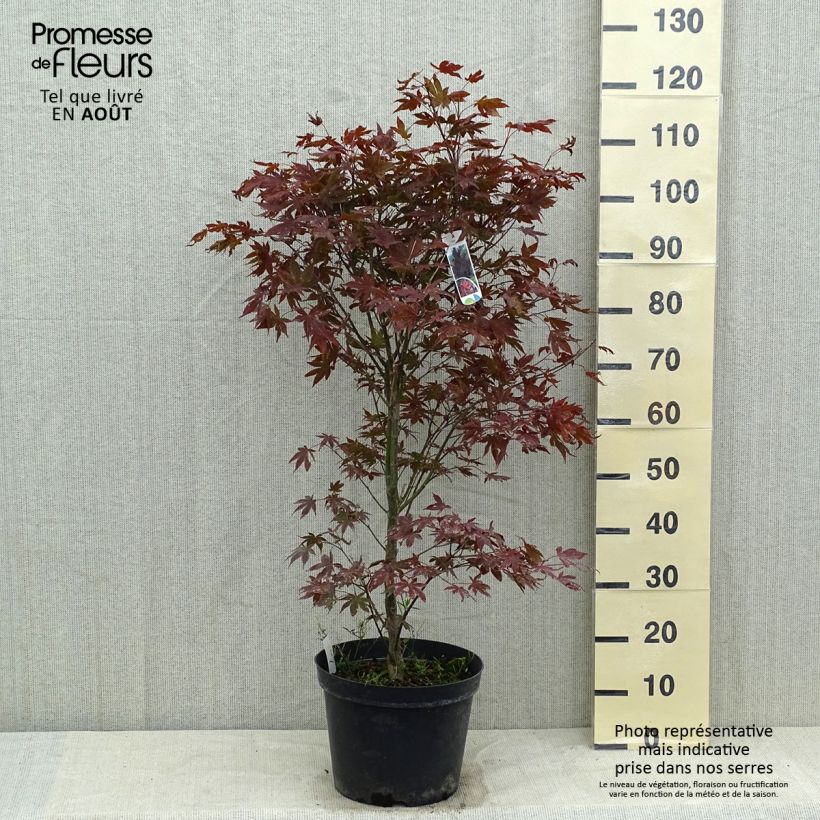 Exemplaar van Acer palmatum Atropurpureum - Japanse esdoorn Pot van 4 l/5 l zoals geleverd in de zomer