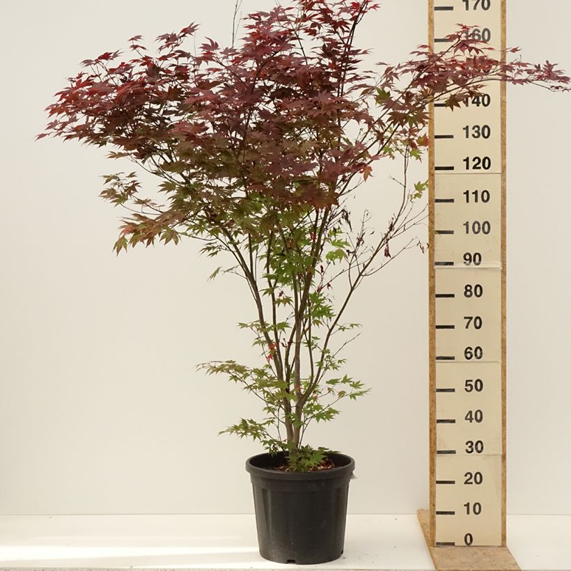 Example of Acer palmatum Atropurpureum - Japanse esdoorn Pot van 20 l/25 l as you get in printemps