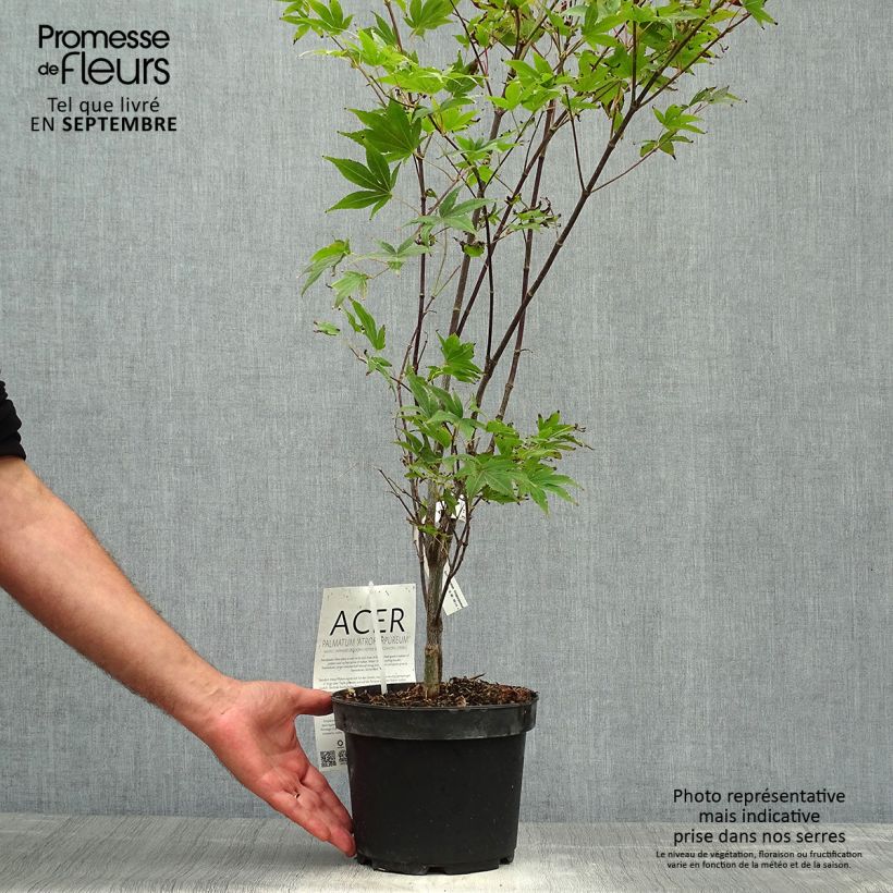 Exemplaar van Acer palmatum Atropurpureum - Japanse esdoorn Pot van 2 l/3 l zoals geleverd in de herfst
