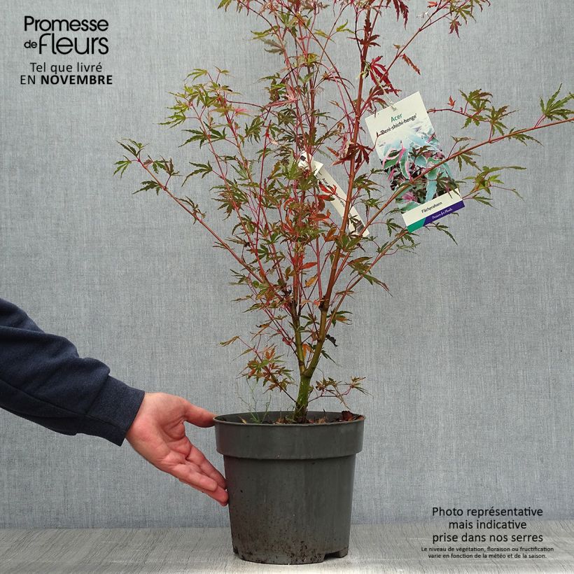 Exemplaar van Acer palmatum Beni Shichihenge - Japanse esdoorn Pot van 3 l/4 l zoals geleverd in de herfst