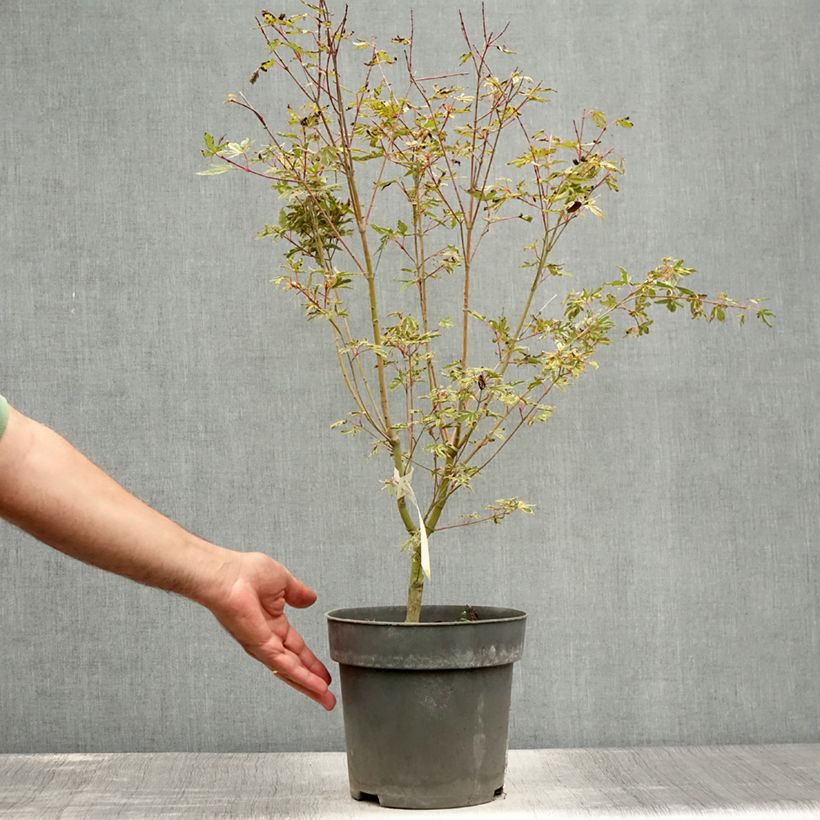 Exemplaar van Acer palmatum Beni Shichihenge - Japanse esdoorn Pot van 3 l/4 l zoals geleverd in de zomer