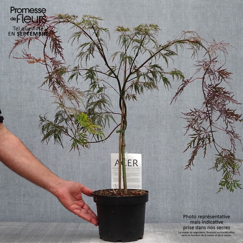 Exemplaar van Acer palmatum Bloodgood - Japanse esdoorn Pot van 3 l/4 l zoals geleverd in de herfst