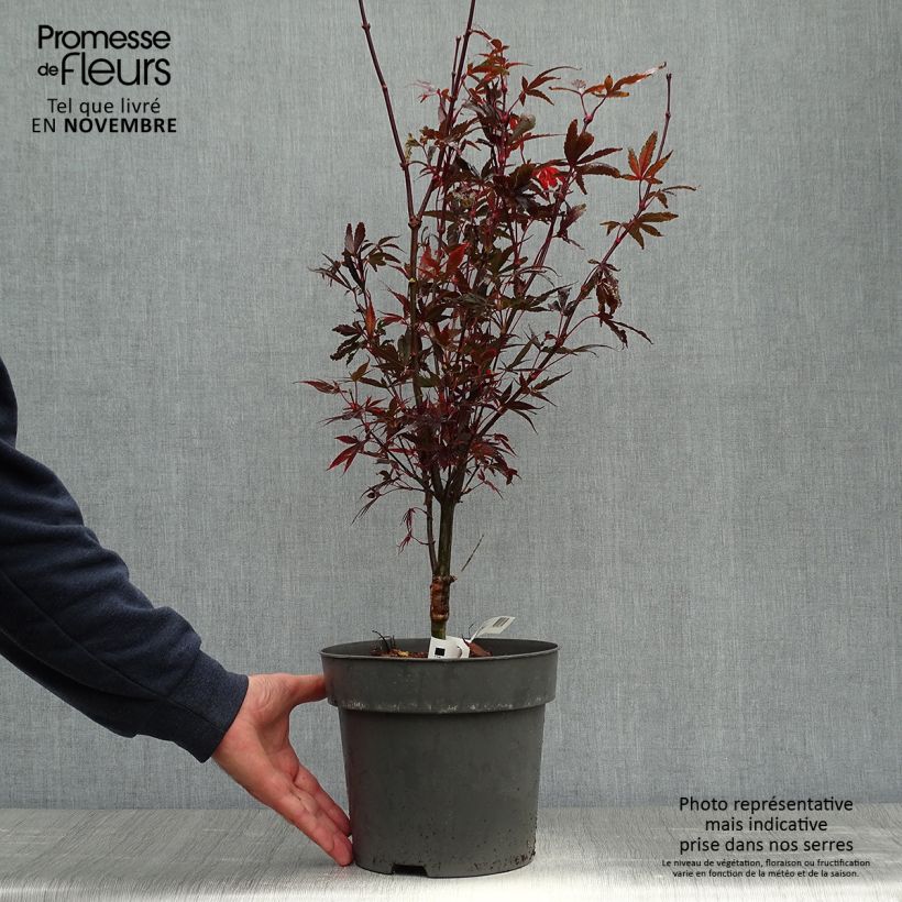 Exemplaar van Acer palmatum Brandts Dwarf - Japanse esdoorn Pot van 4 l/5 l zoals geleverd in de herfst