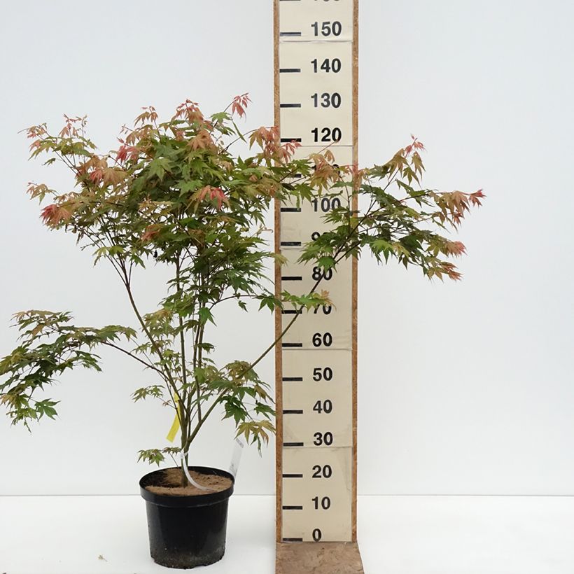 Exemplaar van Acer palmatum Brown Sugar - Japanse esdoorn Pot van 7,5 l/10 l zoals geleverd in de lente
