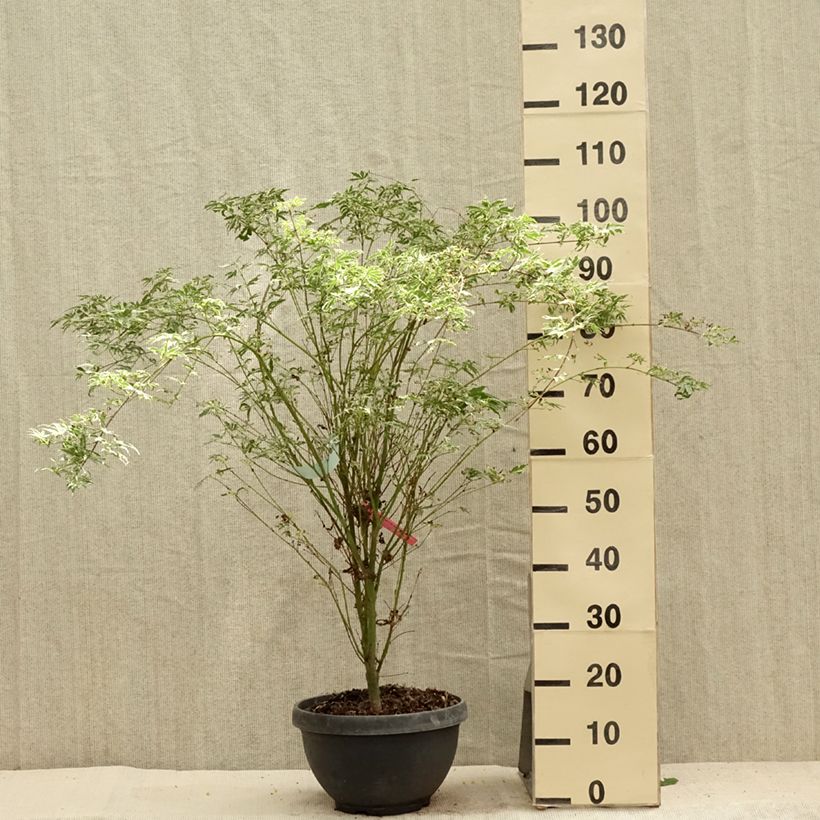 Exemplaar van Acer palmatum Butterfly - Japanse esdoorn Pot van 7,5 l/10 l zoals geleverd in de zomer