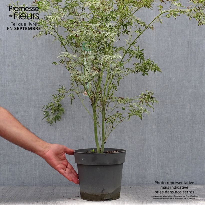 Exemplaar van Acer palmatum Butterfly - Japanse esdoorn Pot van 4 l/5 l zoals geleverd in de herfst