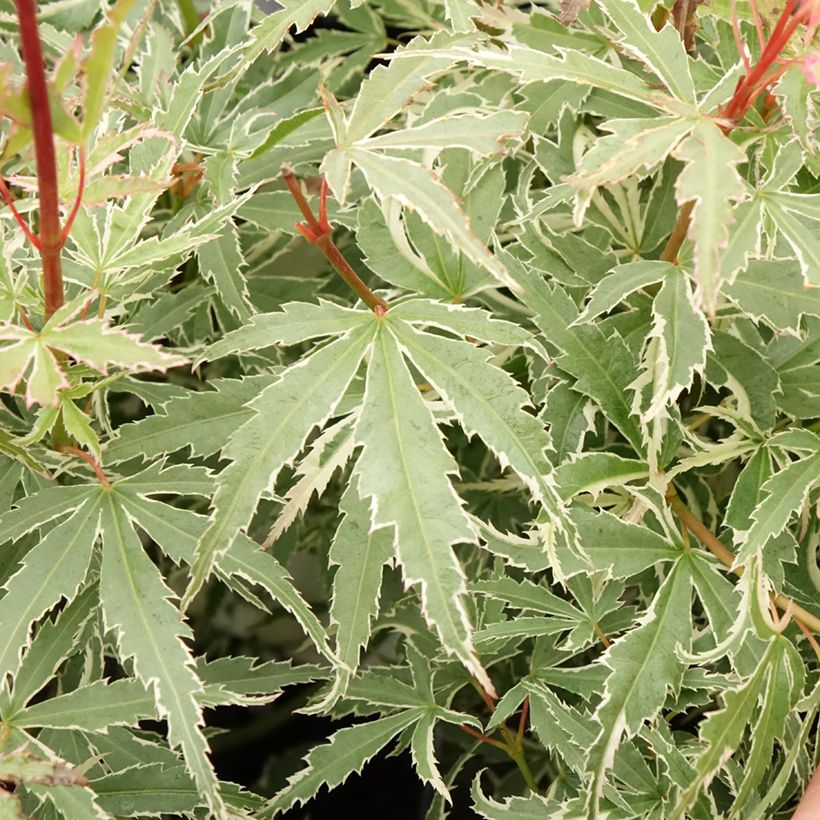 Acer palmatum Butterfly - Japanse esdoorn (Blad)