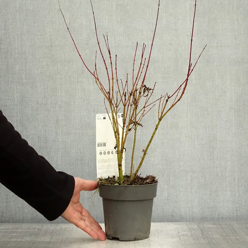 Exemplaar van Acer palmatum Butterfly - Japanse esdoorn Pot van 10 cm/11 cm zoals geleverd in de herfst