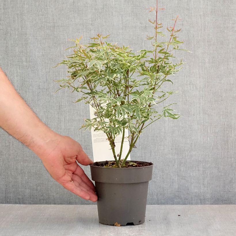 Exemplaar van Acer palmatum Butterfly - Japanse esdoorn Pot van 1 l/1,5 l zoals geleverd in de lente