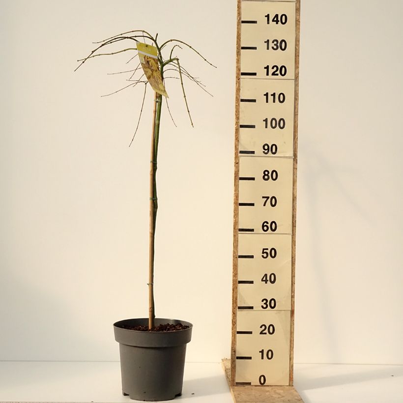 Exemplaar van Erable du Japon - Acer palmatum Cascade Citrine Pot de 12L/15L, Demi-Tige zoals geleverd in de winter