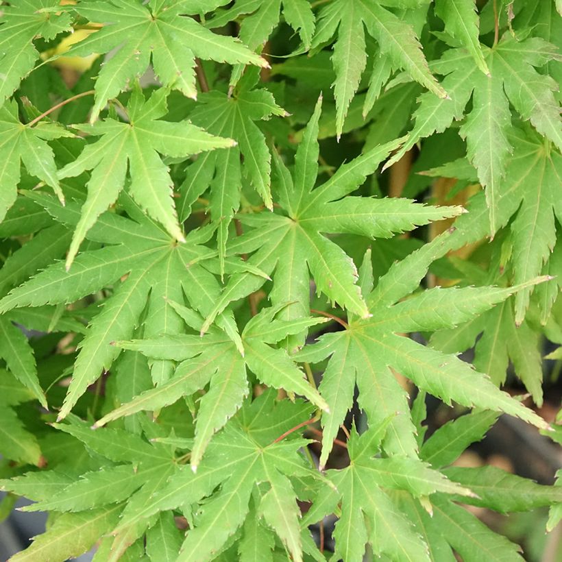 Acer palmatum Cascade Citrine - Japanse esdoorn (Blad)