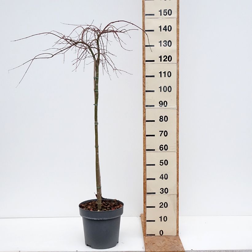 Exemplaar van Acer palmatum Cascade Citrine - Japanse esdoorn Pot van 12 l/15 l, Half-hoge stam zoals geleverd in de herfst