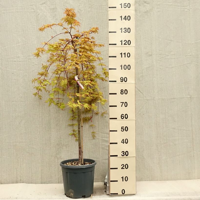 Example of Acer palmatum Cascade Gold - Japanse esdoorn Pot van 12 l/15 l as you get in printemps