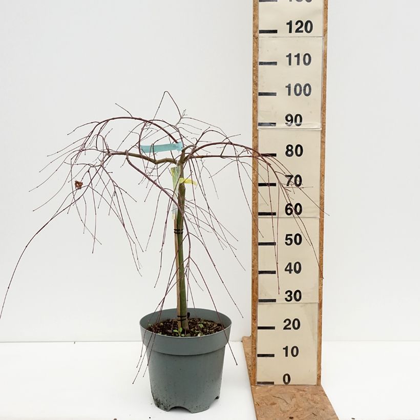Exemplaar van Acer palmatum Cascade Gold - Japanse esdoorn Pot van 12 l/15 l zoals geleverd in de herfst