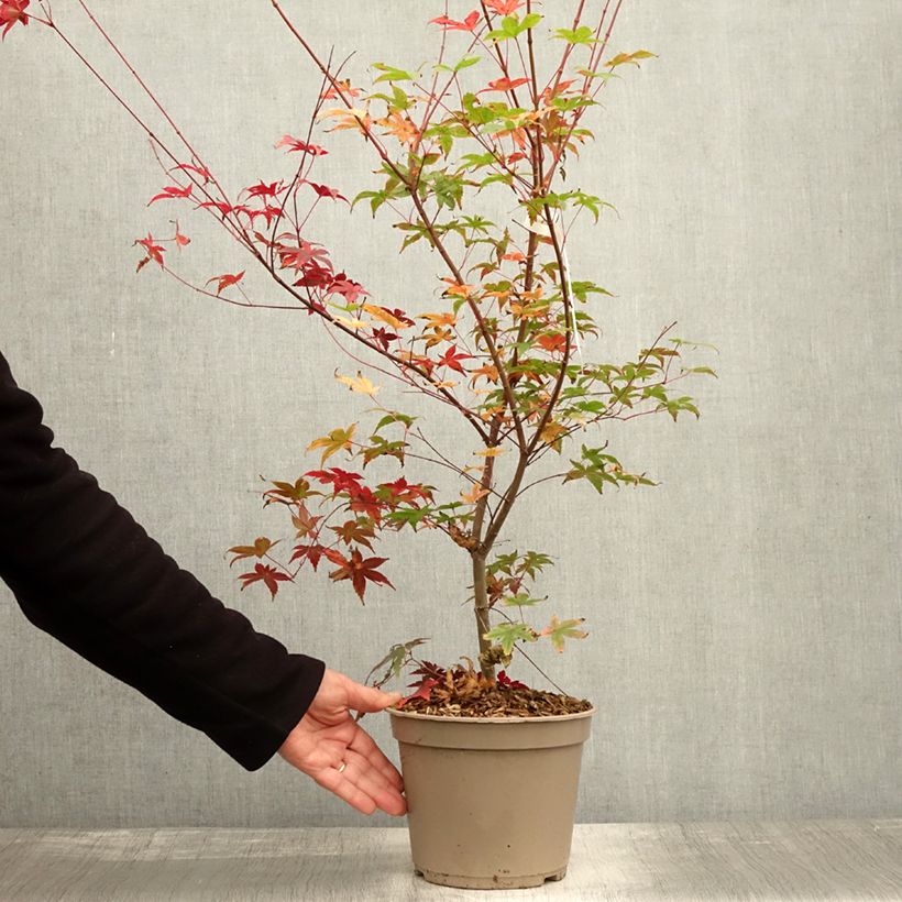 Exemplaar van Acer palmatum Deshojo - Japanse esdoorn Pot van 4 l/5 l zoals geleverd in de herfst