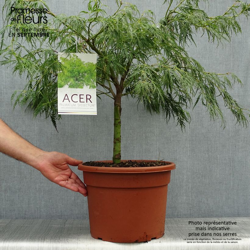 Exemplaar van Acer palmatum Dissectum - Japanse esdoorn Pot van 7,5 l/10 l zoals geleverd in de herfst