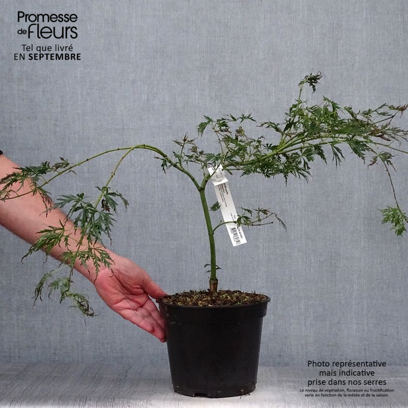 Exemplaar van Acer palmatum Dissectum - Japanse esdoorn Pot van 3 l/4 l zoals geleverd in de herfst