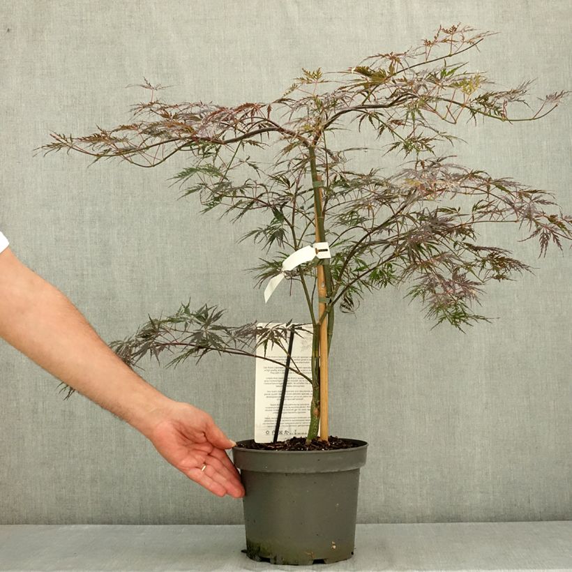 Exemplaar van Acer palmatum var. dissectum Firecracker - Japanse esdoorn Pot van 4 l/5 l zoals geleverd in de zomer