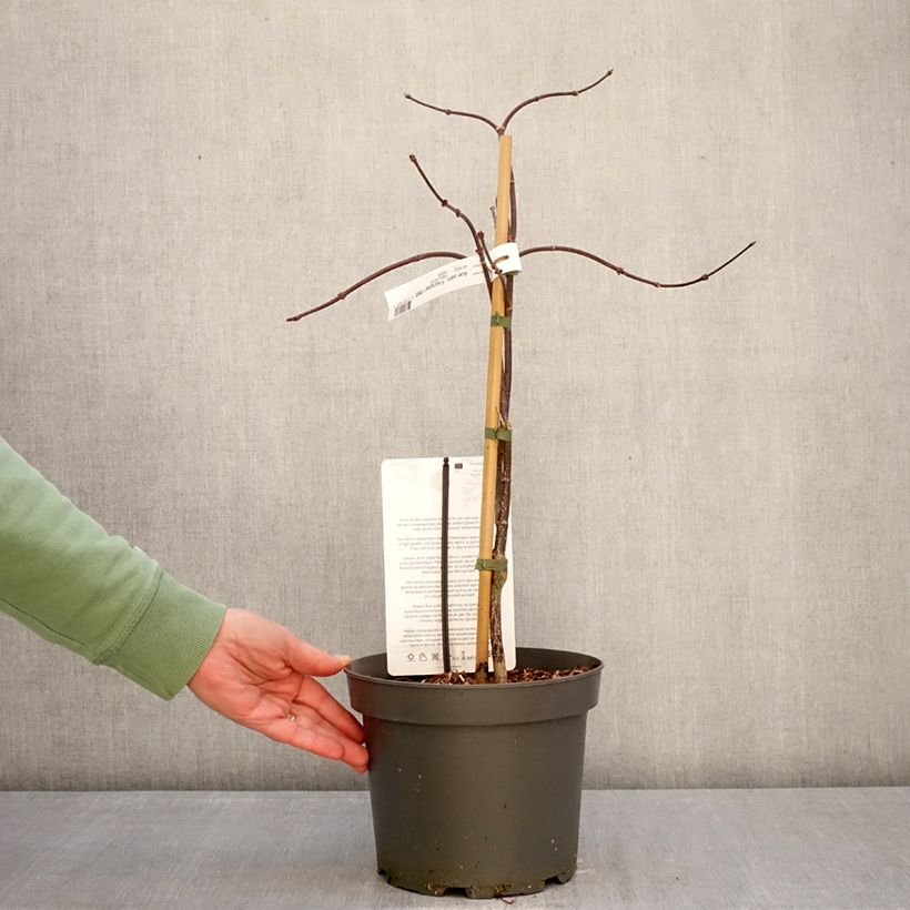 Exemplaar van Acer palmatum var. dissectum Firecracker - Japanse esdoorn Pot van 4 l/5 l zoals geleverd in de winter