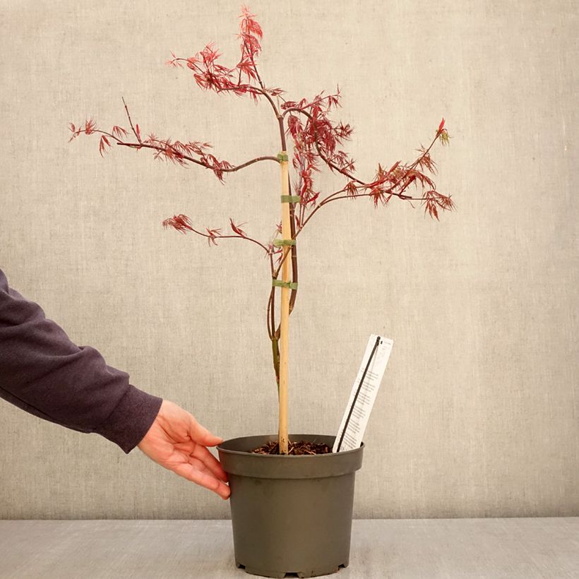 Exemplaar van Acer palmatum var. dissectum Firecracker - Japanse esdoorn Pot van 4 l/5 l zoals geleverd in de lente