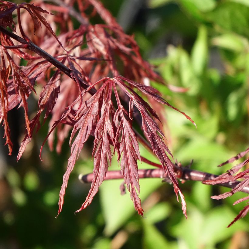 Acer palmatum var. dissectum Firecracker - Japanse esdoorn (Blad)