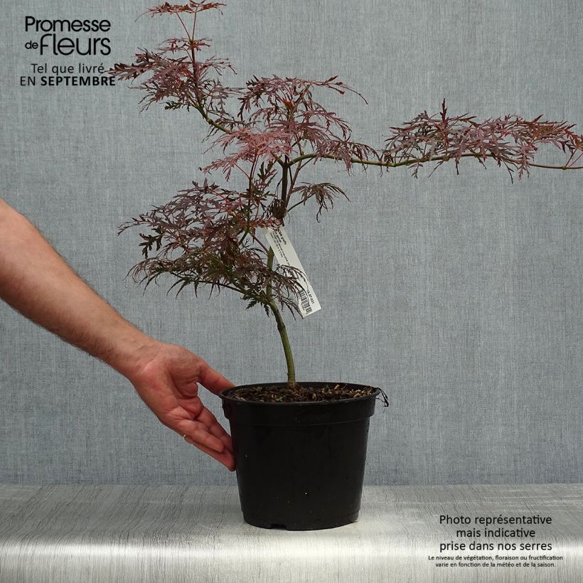 Exemplaar van Acer palmatum Dissectum Garnet - Japanse esdoorn Pot van 3 l/4 l zoals geleverd in de herfst