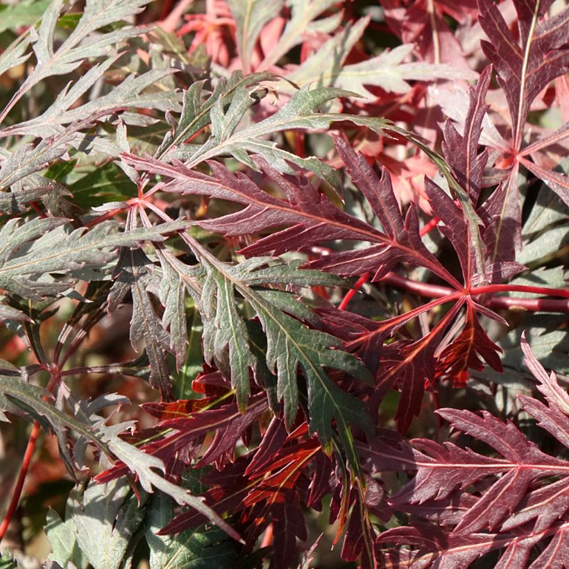 Acer palmatum Dissectum Orangeola - Japanse esdoorn (Blad)