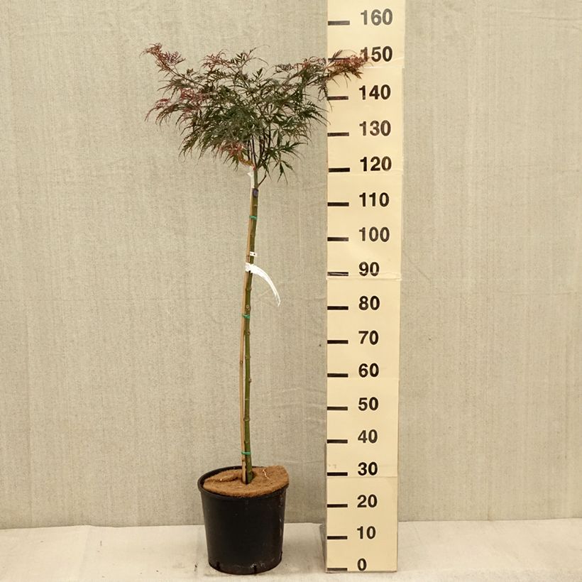 Exemplaar van Acer palmatum Dissectum Tamukeyama - Japanse esdoorn Pot van 7,5 l/10 l zoals geleverd in de herfst
