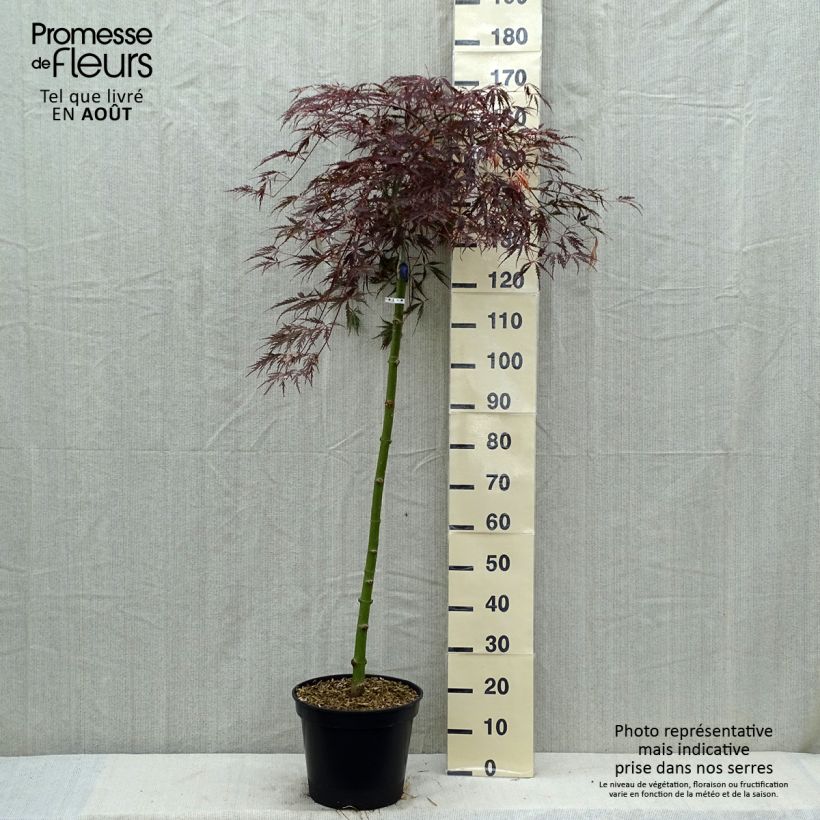 Exemplaar van Acer palmatum Dissectum Tamukeyama - Japanse esdoorn Pot van 7,5 l/10 l zoals geleverd in de zomer