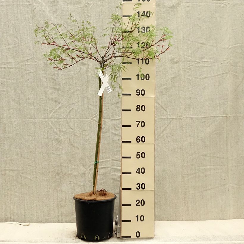Exemplaar van Acer palmatum Dissectum Tamukeyama - Japanse esdoorn Pot van 7,5 l/10 l zoals geleverd in de lente