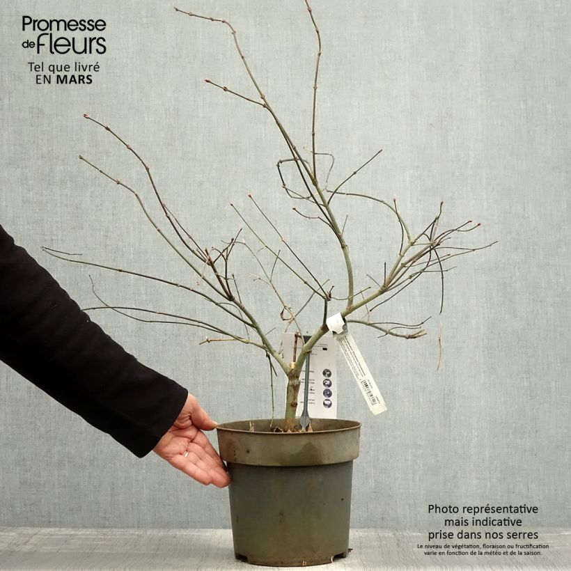 Exemplaar van Acer palmatum Dissectum Tamukeyama - Japanse esdoorn Pot van 4 l/5 l zoals geleverd in de lente