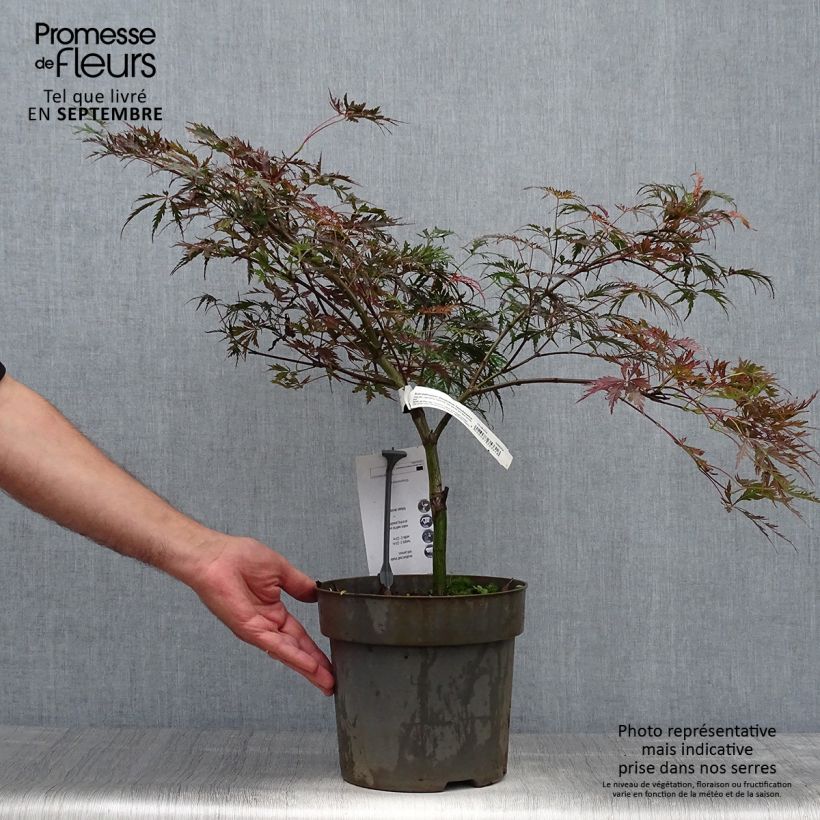 Exemplaar van Acer palmatum Dissectum Tamukeyama - Japanse esdoorn Pot van 4 l/5 l zoals geleverd in de herfst