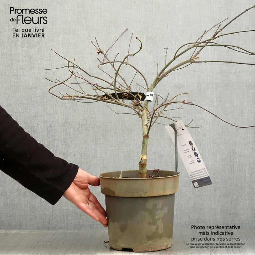 Exemplaar van Acer palmatum Dissectum Tamukeyama - Japanse esdoorn Pot van 4 l/5 l zoals geleverd in de winter