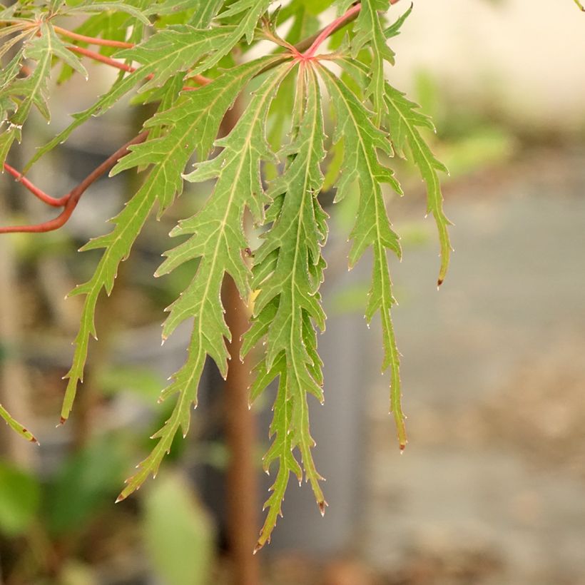 Acer palmatum Dissectum Viridis - Japanse esdoorn (Blad)