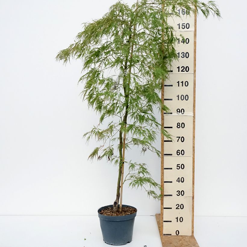 Exemplaar van Acer palmatum Dissectum Viridis - Japanse esdoorn Pot van 12 l/15 l, Stengel zoals geleverd in de herfst
