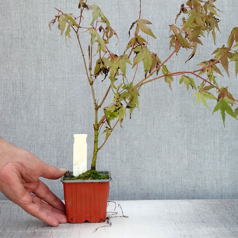 Exemplaar van Acer palmatum - Japanse esdoorn Kweekpotje van 8/9 cm zoals geleverd in de zomer