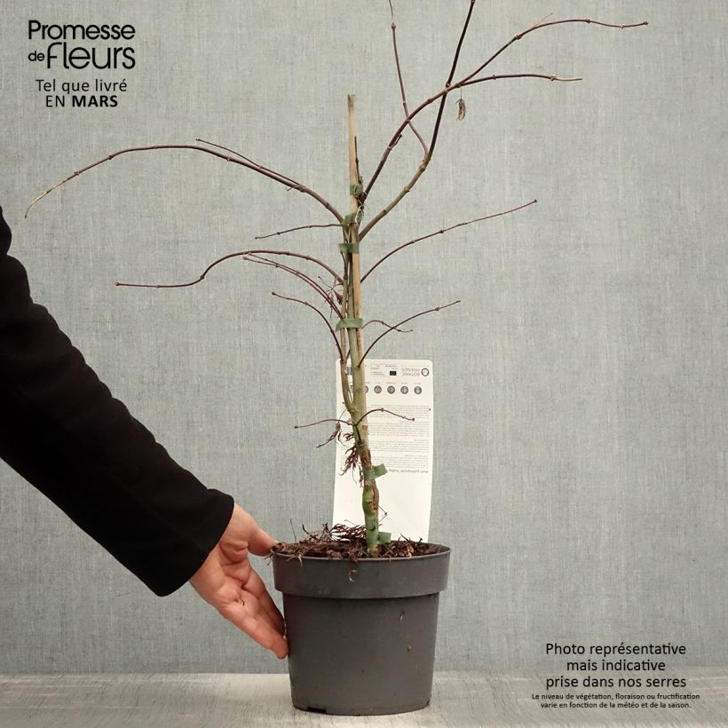 Example of Acer palmatum Inaba-Shidare - Japanse esdoorn Pot van 3 l/4 l as you get in printemps
