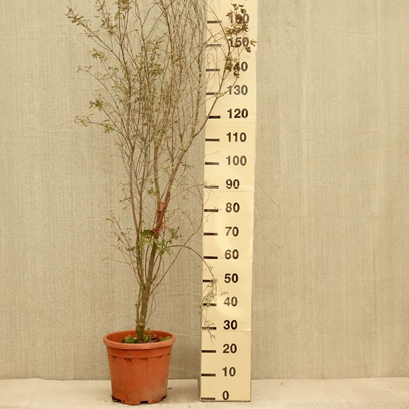 Exemplaar van Acer palmatum Kagiri-nishiki Roseomargina - Japanse esdoorn Pot van 7,5 l/10 l zoals geleverd in de herfst