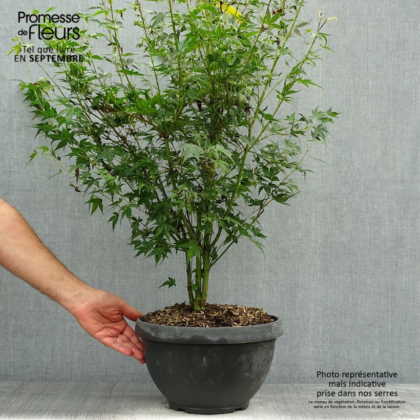 Exemplaar van Acer palmatum Katsura - Japanse esdoorn Inhoud 7,5 l / 10 l zoals geleverd in de herfst